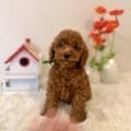 micro goldendoodle puppies