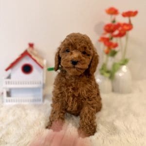 micro goldendoodle puppies