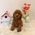 micro mini goldendoodles