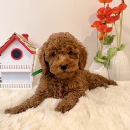 mini doodle puppies for sale