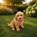 mini goldendoodle puppies
