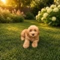 mini goldendoodles for sale