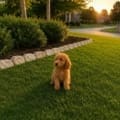 mini micro goldendoodle for sale