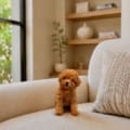 toy goldendoodle puppies