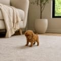 toy goldendoodle breeders Florida