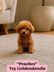 toy goldendoodle puppies for sale