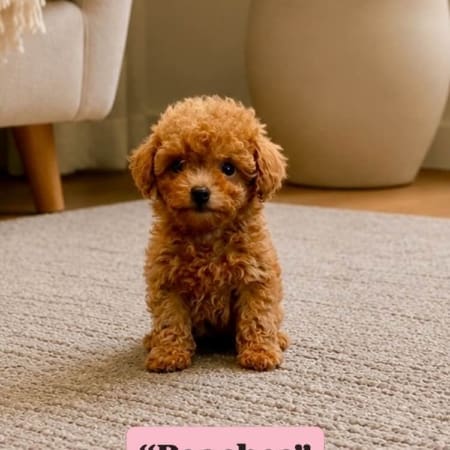 toy goldendoodle puppies for sale