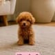 toy goldendoodle puppies for sale