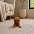 teacup goldendoodle puppies