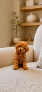 teacup goldendoodle puppies