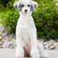 toy poodle puppies Florida