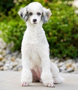 toy poodle puppies Florida