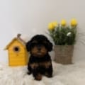 toy poodle puppies