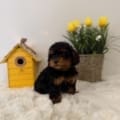 toy poodles for sale