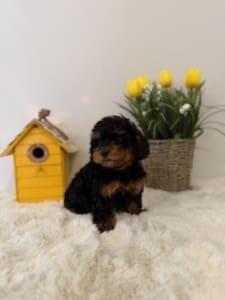 toy poodles for sale