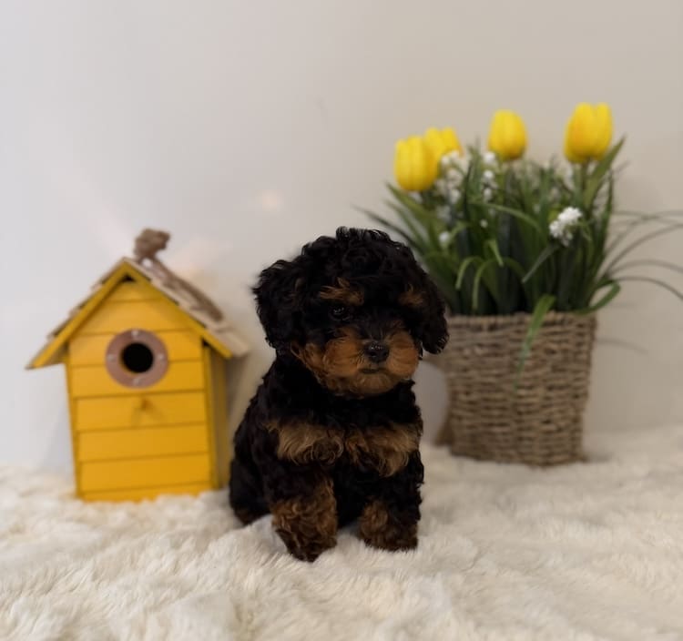 toy poodles for sale