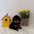 toy poodles near me