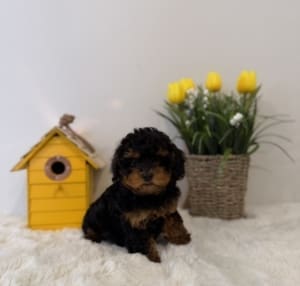 toy poodles near me