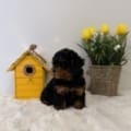 akc toy poodles