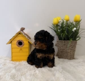 akc toy poodles
