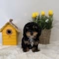 toy poodle puppies near me
