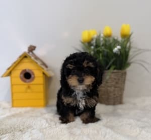 toy poodle puppies near me
