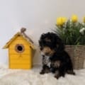 toy poodle puppies nearby