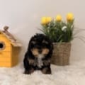 toy poodle breeders