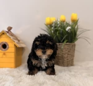 toy poodle breeders