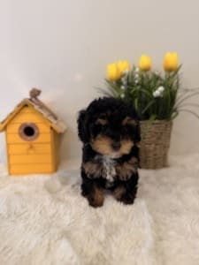 toy poodle puppies nearby