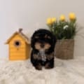 toy poodle nearby