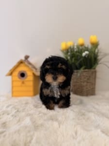 toy poodle nearby