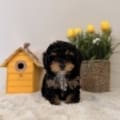 toy poodle puppies