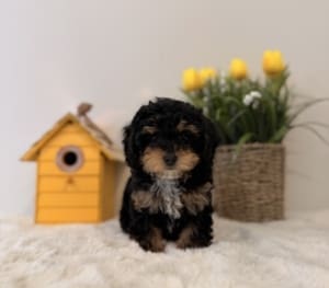 toy poodle puppies