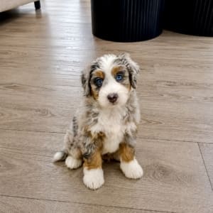 Arya female tricolor merle Mini Bernedoodle puppy (Copy)