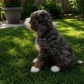 f1b mini bernedoodle puppies nearby