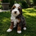 f1b mini bernedoodle for sale