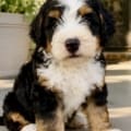 male bernedoodle puppy for sale