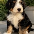 bernedoodle for sale