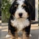 bernedoodle puppy