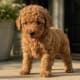 toy goldendoodle puppy