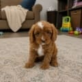 Cavapoo for sale nearby