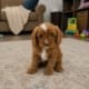 Cavapoo for sale nearby
