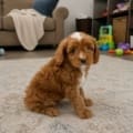 cavapoo puppies for sale