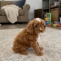Cavapoo puppies nearby