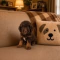 chocolate phantom micro goldendoodle for sale