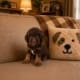chocolate phantom micro goldendoodle for sale