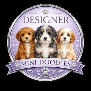 Designer Mini Golden Doodle Puppies for sale