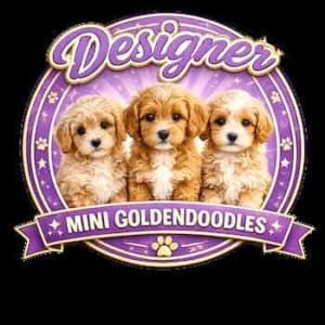 Designer Mini Golden Doodle Puppies for sale