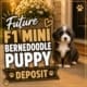 f1 mini bernedoodle puppies